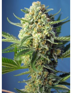 SWEET SEEDS - S.A.D. Sweet Afgani Delicious Auto - 1