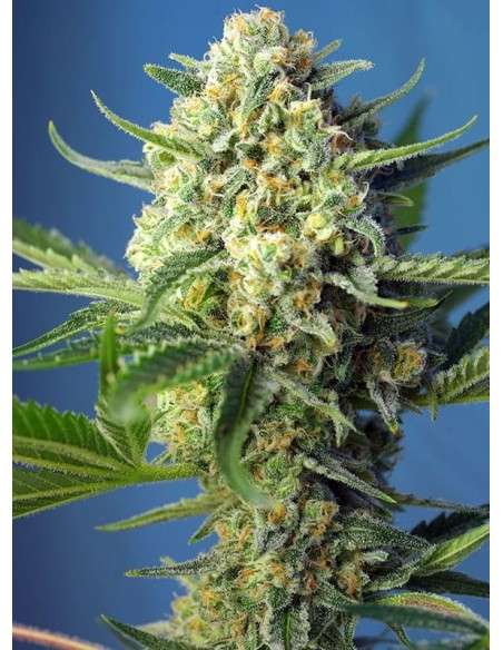 SWEET SEEDS - S.A.D. Sweet Afgani Delicious Auto - 1