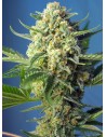 SWEET SEEDS - S.A.D. Sweet Afgani Delicious Auto - 1