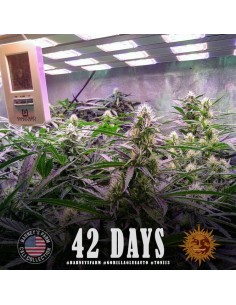 Barney's Farm - Gorilla glue Auto - 1 2