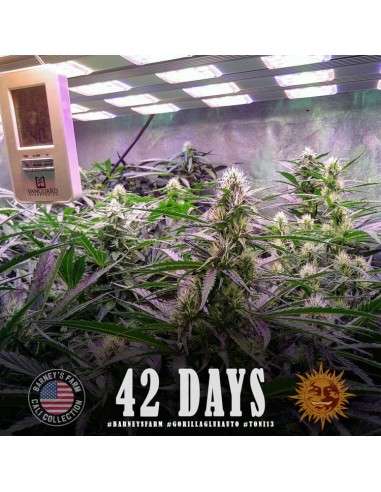 Barney's Farm - Gorilla glue Auto - 2