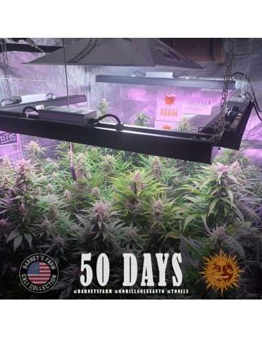 Barney's Farm - Gorilla glue Auto - 3