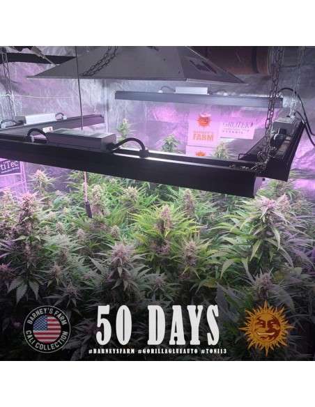 Barney's Farm - Gorilla glue Auto - 3