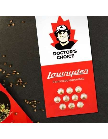Doctor's Choice - Lowryder Auto - 2