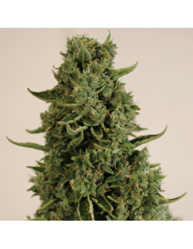 Doctor's Choice - Doctor's Choice 1 Auto - 1
