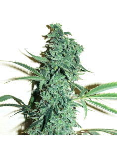 Doctor's Choice - Niagara Auto - 1