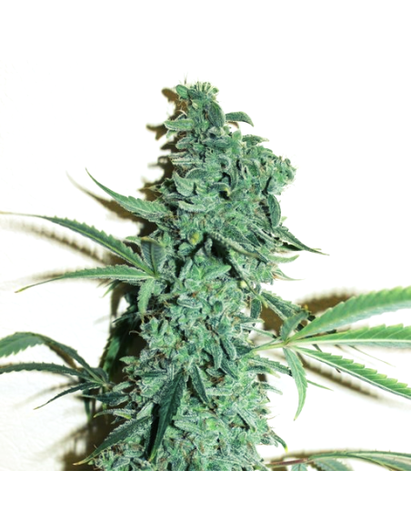 Doctor's Choice - Niagara Auto - 1