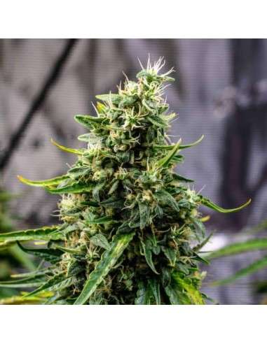 Doctor's Choice - Rock Machine Auto - 1