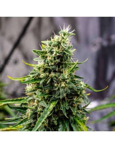 Doctor's Choice - Rock Machine Auto - 1