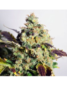 Doctor's Choice - DC Kush Auto - 1
