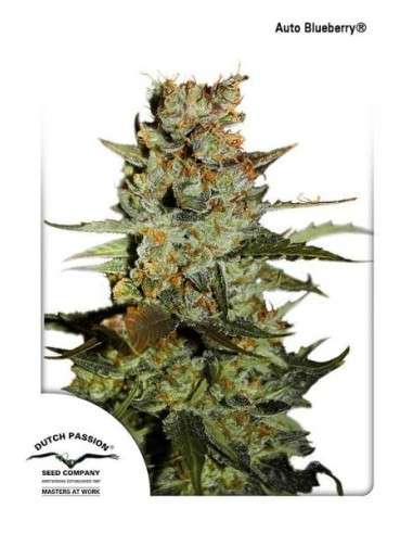DUTCH PASSION - Auto Blueberry - 1