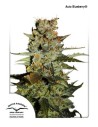 DUTCH PASSION - Auto Blueberry - 1