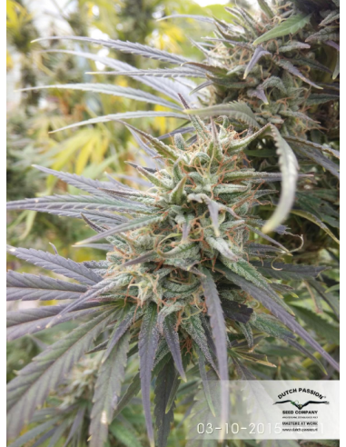 DUTCH PASSION - Durban Poison - 13