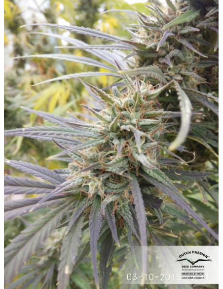 DUTCH PASSION - Durban Poison - 13