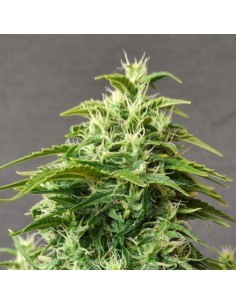 Doctor's Choice - Chronic Ryder Auto - 1