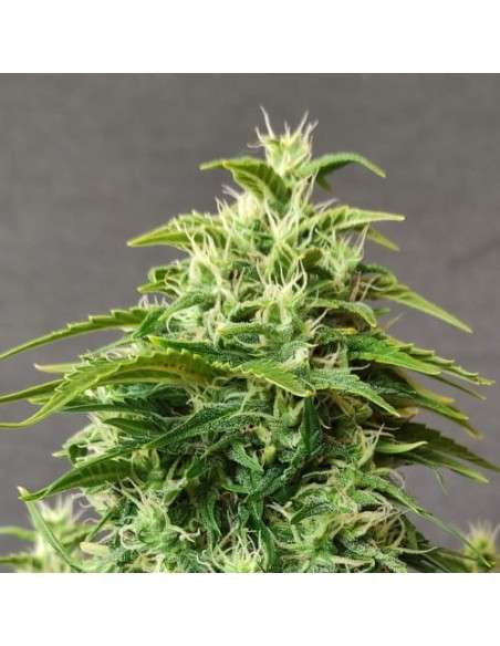 Doctor's Choice - Chronic Ryder Auto - 1
