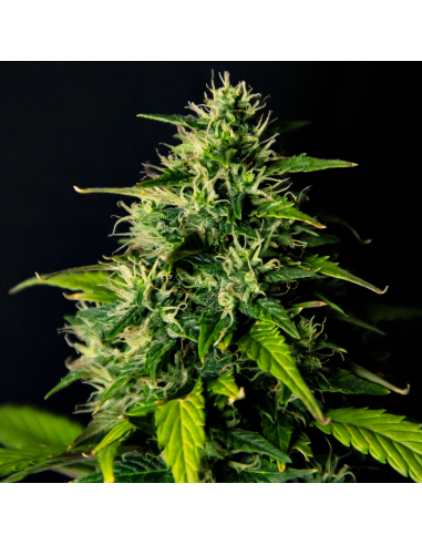 Doctor's Choice - DC Cure 1:1 Auto - 1