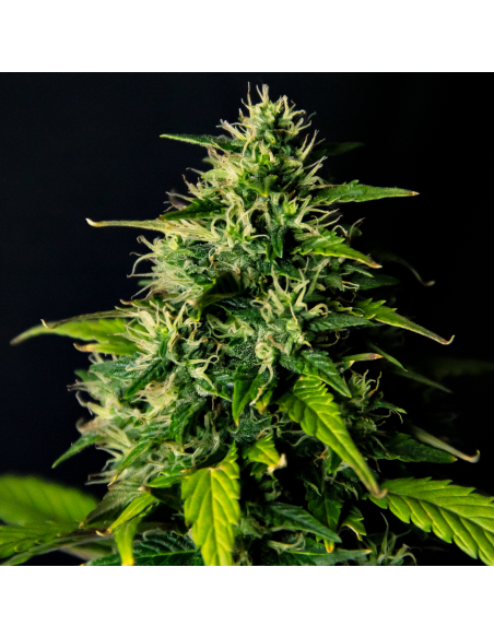 Doctor's Choice - DC Cure 1:1 Auto - 1