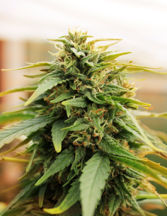 Doctor's Choice - Deepforest Super Auto - 1