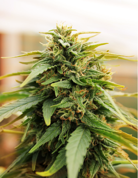 Doctor's Choice - Deepforest Super Auto - 1