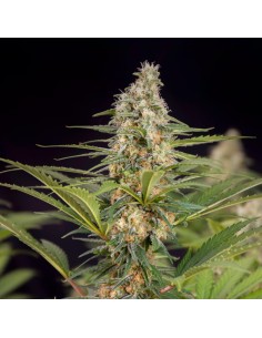 Doctor's Choice - Cali Crasher - 1