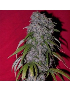 Female Seeds - Nev. Haze - 1