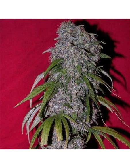 Female Seeds - Nev. Haze - 1