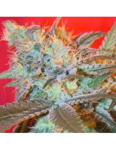 Female Seeds - Iced Widow - 1