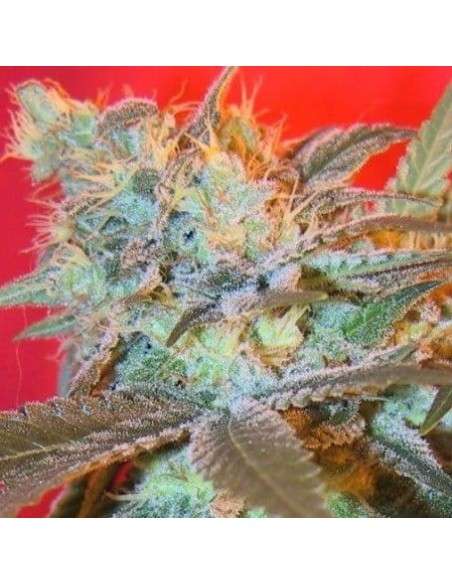 Female Seeds - Iced Widow - 1