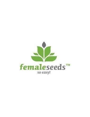 Female Seeds - Fast Nevills - 1