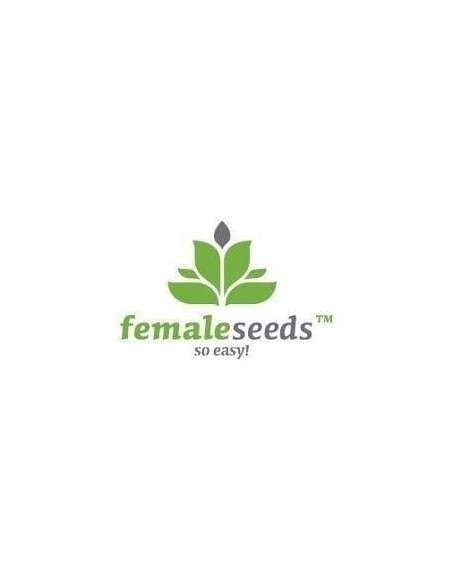 Female Seeds - Fast Nevills - 1