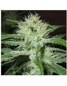 Female Seeds - Black Sugar - 1
