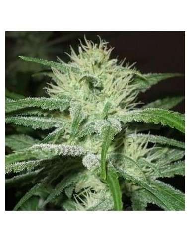 Female Seeds - Black Sugar - 1