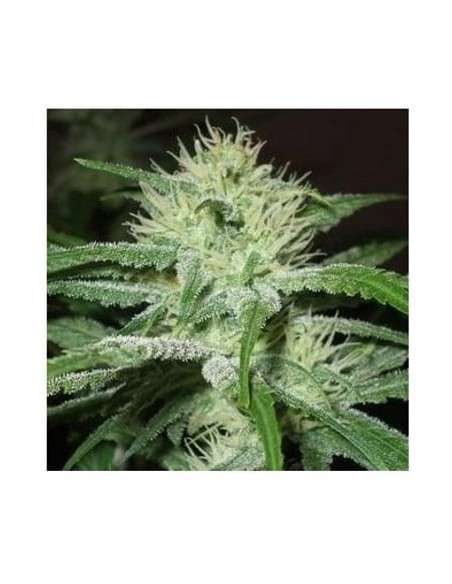 Female Seeds - Black Sugar - 1