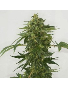 Female Seeds - Auto Haze - 1