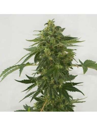 Female Seeds - Auto Haze - 1
