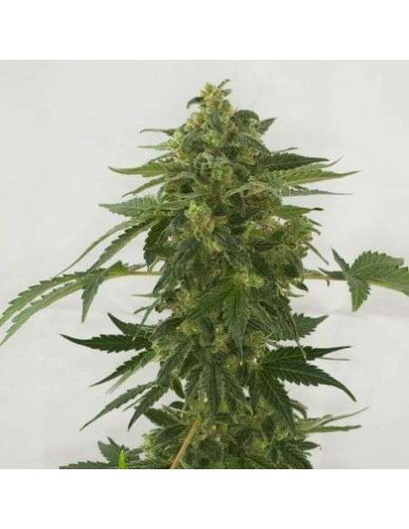 Female Seeds - Auto Haze - 1