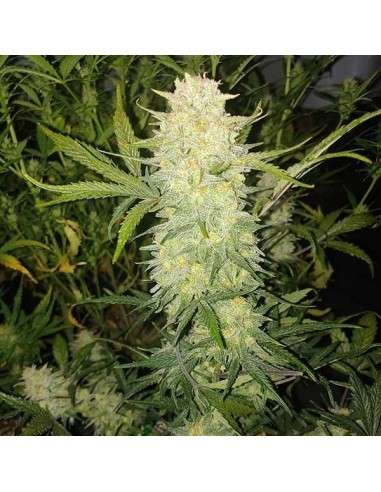 Female Seeds - Critical Auto - 1