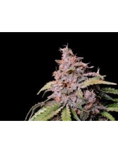 FastBuds - Amnesia Zkittlez Auto - 1