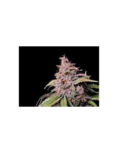 FastBuds - Amnesia Zkittlez Auto - 1