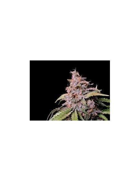 FastBuds - Amnesia Zkittlez Auto - 1