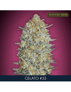 ADVANCED SEEDS - GELATO 33 FAST - 1