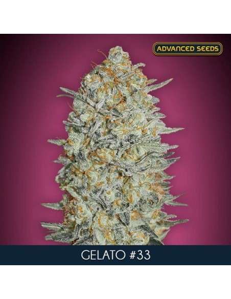 ADVANCED SEEDS - GELATO 33 FAST - 1