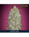 ADVANCED SEEDS - GELATO 33 FAST - 1