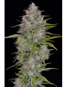 FastBuds - Orange Sherbet Auto - 1