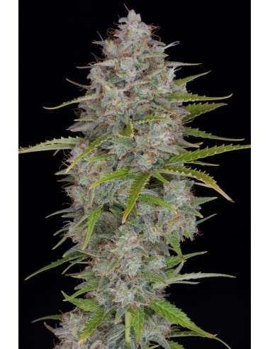 FastBuds - Orange Sherbet Auto - 1