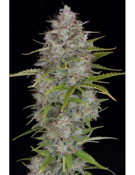 FastBuds - Orange Sherbet Auto - 1