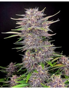 FastBuds - Banana Purple Punch Auto - 1