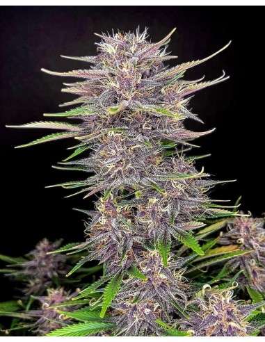 FastBuds - Banana Purple Punch Auto - 1
