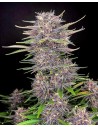 FastBuds - Banana Purple Punch Auto - 1